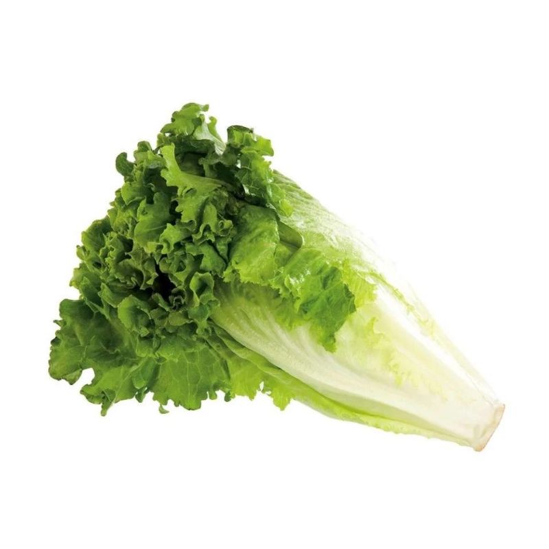 LECHUGA ITALIANA POR PIEZA DE 350 GRS APROX
