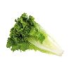 LECHUGA ITALIANA POR PIEZA DE 350 GRS APROX