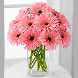 FLORES GERBERA ROSA PAQUETE