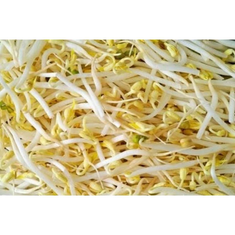 GERMEN DE SOYA