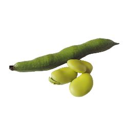 HABA VERDE