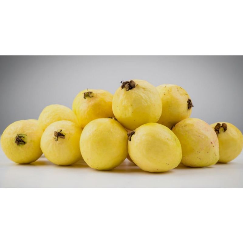 GUAYABA