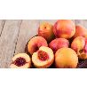 NECTARINA